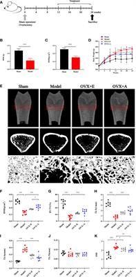 Overall adjustment acupuncture improves osteoporosis and exerts an endocrine-modulating effect in ovariectomized rats